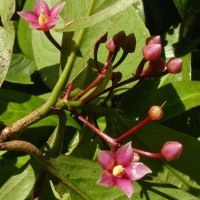 Ardisia solanacea Roxb.